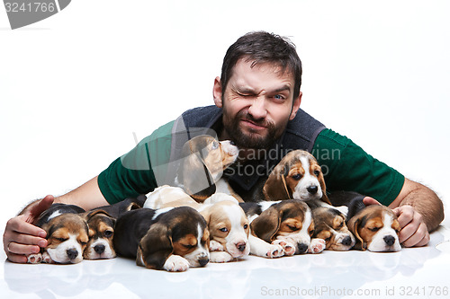 Image of The man and big group of a beagle puppies