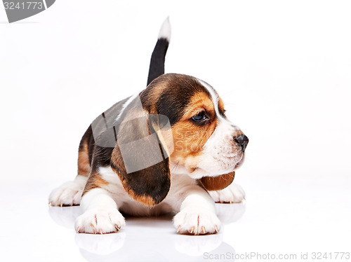 Image of Beagle puppy on white background