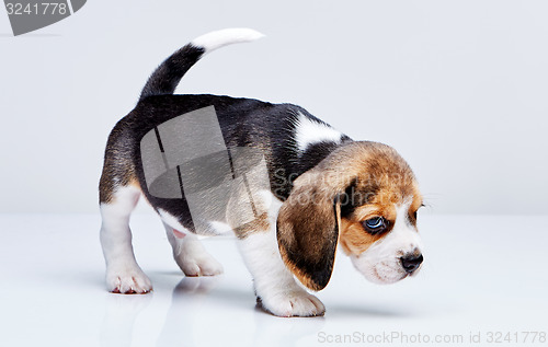 Image of Beagle puppy on white background