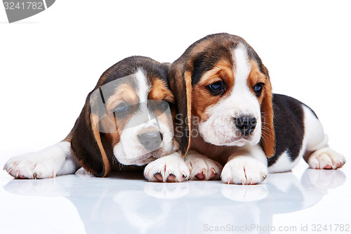 Image of Beagle puppies on white background