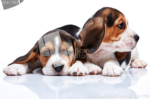 Image of Beagle puppies on white background