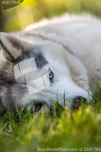 Image of Portrait of Siberian Husky