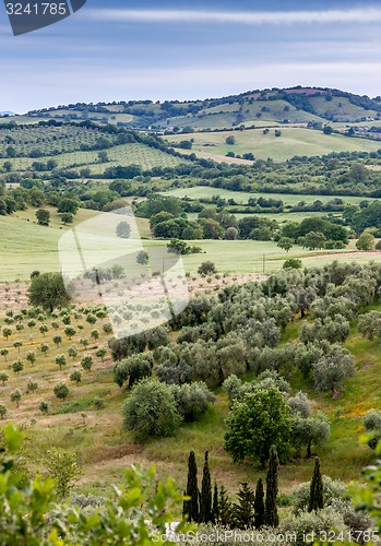 Image of Typical Tuscan landscape  in Italy