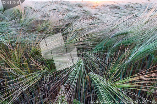 Image of Young wheat growing in green farm field