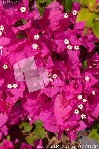 Image of pink bougainvillea, Sharm el Sheikh, Egypt.