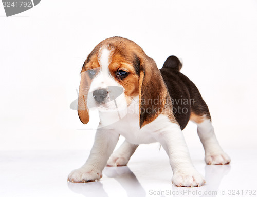 Image of Beagle puppy on white background