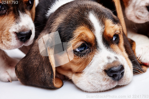 Image of Beagle Puppy, lying in front of white background