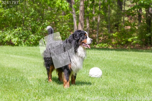 Image of Dog in the grass