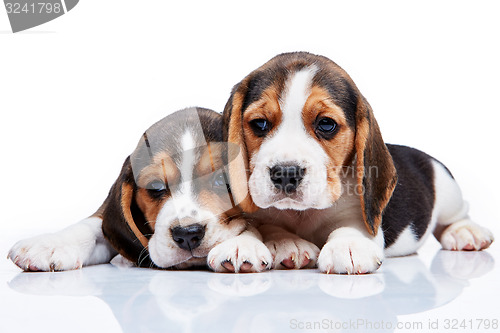 Image of Beagle puppies on white background