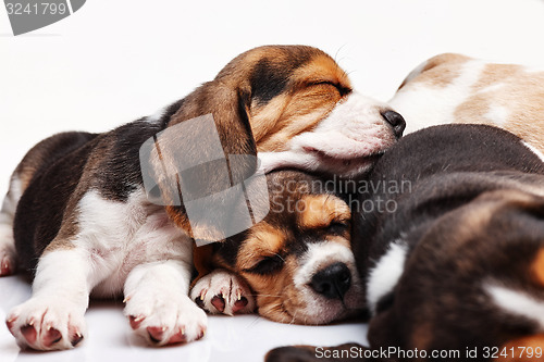 Image of Beagle Puppies, slipping in front of white background