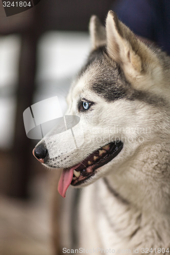 Image of Portrait of Siberian Husky