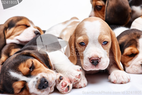 Image of Beagle puppy on white background