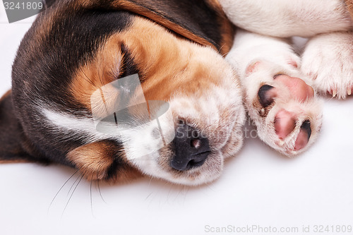 Image of Beagle Puppy, lying in front of white background