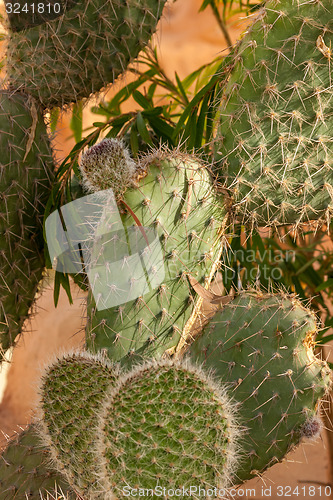 Image of Opuntia ficus-indica 