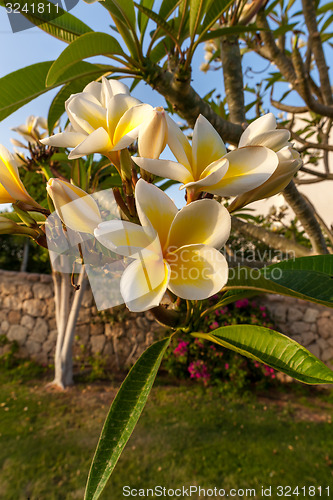 Image of white frangipani flowers with leaves