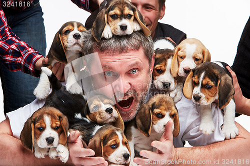 Image of The man and big group of a beagle puppies