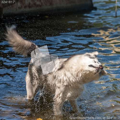 Image of siberian husky outdoor