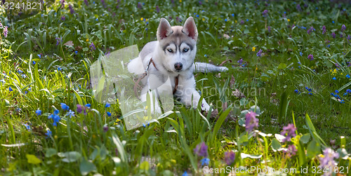 Image of Portrait of puppy Siberian Husky