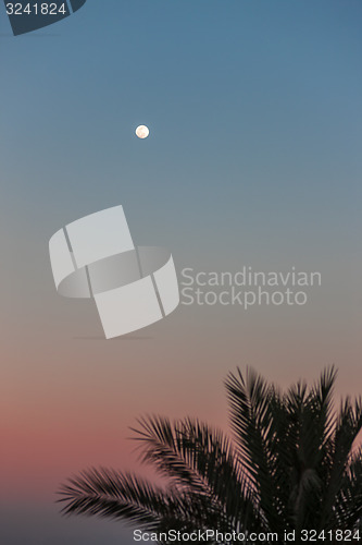 Image of Full Moon in daylight sky and palm