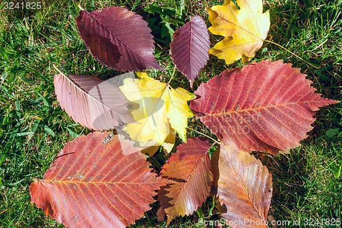 Image of Yellow, orange and red autumn leaves 