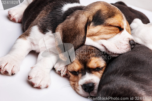 Image of Beagle Puppies, slipping in front of white background