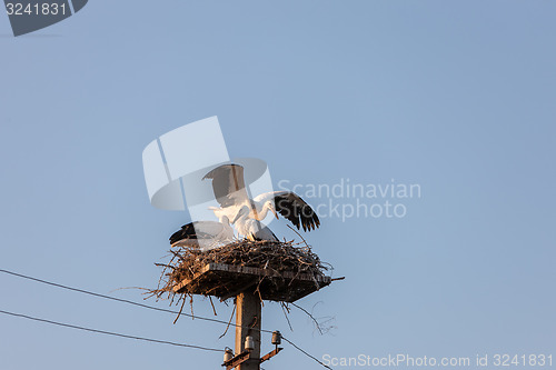 Image of White stork in the nest