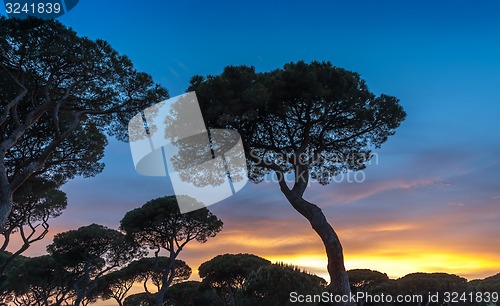 Image of Italian sunset on the background of pines