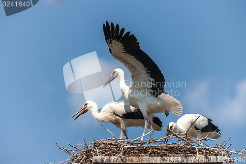 Image of White storks in the nest