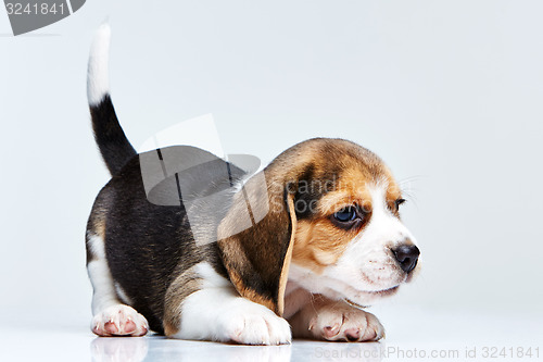 Image of Beagle puppy on white background