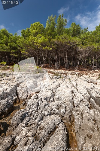 Image of Pine trees on rock in Croatia