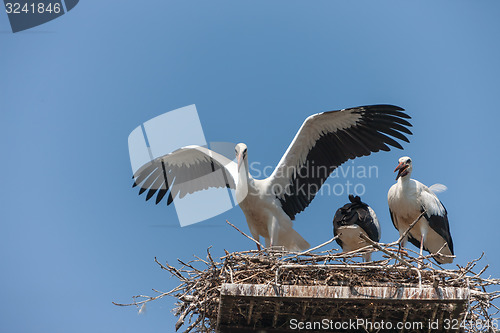 Image of White storks in the nest