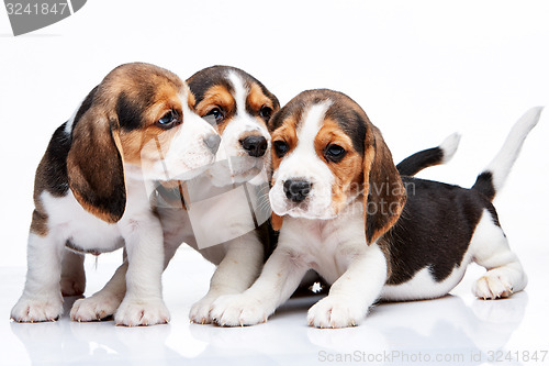 Image of Beagle puppies on white background
