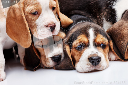 Image of Beagle Puppies, slipping in front of white background