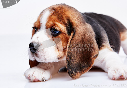 Image of Beagle puppy on white background