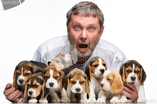 Image of The man and big group of a beagle puppies