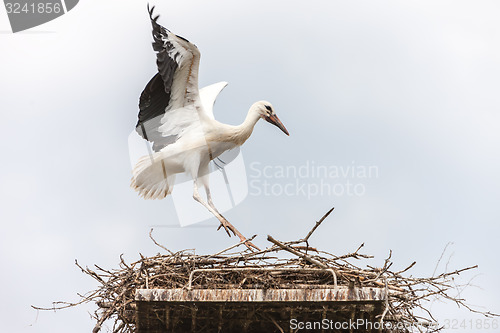 Image of White stork in the nest