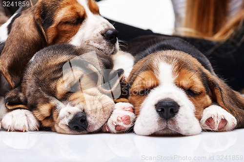 Image of Beagle Puppies, slipping in front of white background