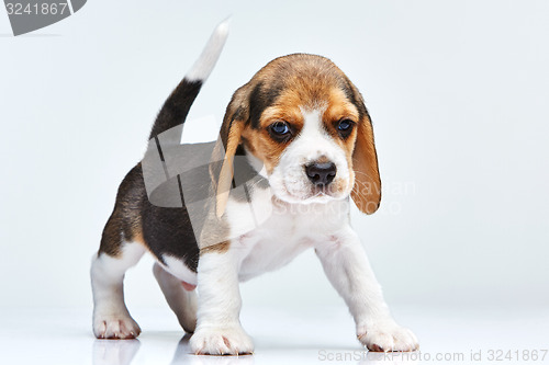 Image of Beagle puppy on white background