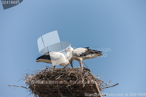 Image of White storks in the nest