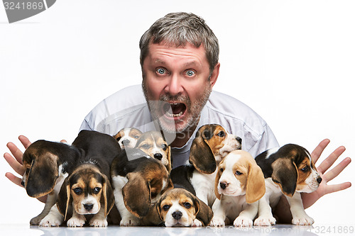 Image of The man and big group of a beagle puppies