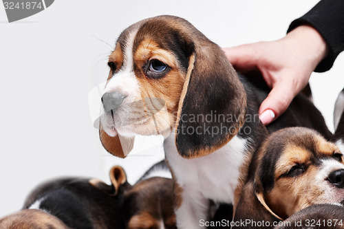 Image of Beagle puppy on white background