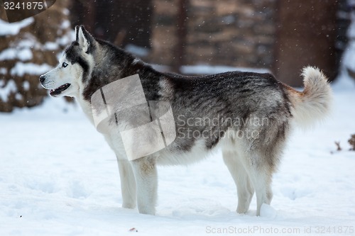 Image of Siberian Husky dog