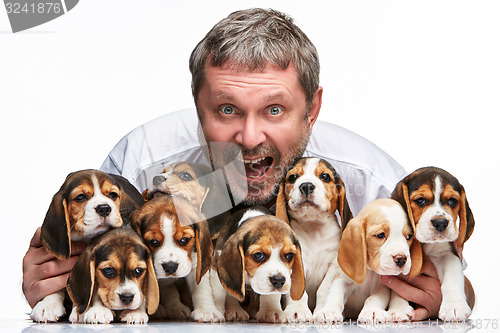 Image of The man and big group of a beagle puppies