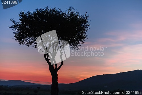 Image of African tree in the last daylight. sunset. Kenya.