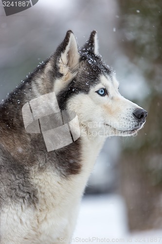 Image of Siberian Husky dog