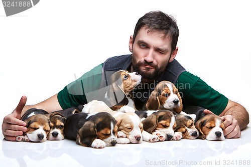 Image of The man and big group of a beagle puppies