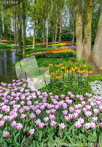 Image of Tulips of Keukenhof - largest flower garden in Holland