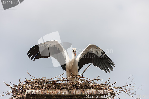 Image of White stork in the nest