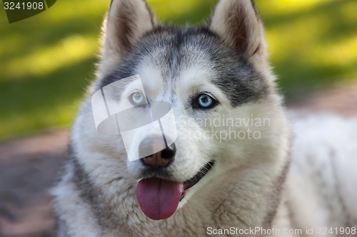 Image of Portrait of Siberian Husky