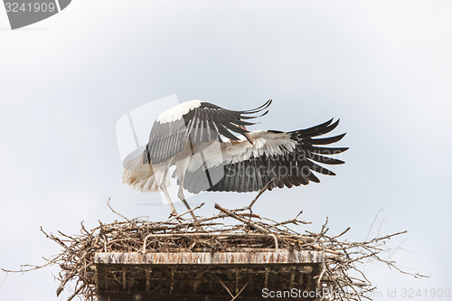 Image of White stork in the nest